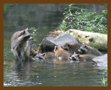 raccoon-young 6-12-07 4c6b.jpg