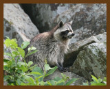 raccoon 6-11-07 4c2b.jpg