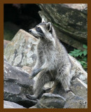 raccoon 6-23-07 4c3b.jpg