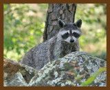 raccoon 7-15-07 4c7cb.jpg