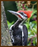 pileated woodpecker 8-19-07 4c4b.jpg