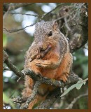 fox-squirrel-crawpappy 8-22-07 4c2b.jpg