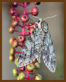 moth 8-9-07 4c3b.jpg