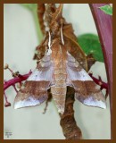 moth 8-12-07 4c6b.jpg