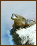 bullfrog 8-26-07 4c1b.jpg
