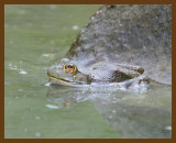 bullfrog 8-22-07 4c1b.jpg