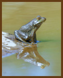 bullfrog 8-26-07 4c2b.jpg
