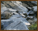 raccoon-cottonmouth 8-26-07 4c2b.jpg