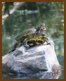 turtle-red-eared slider 8-27-07 4c1c1b.jpg