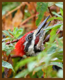 pileated woodpecker 8-25-07 4c4b.jpg