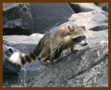 raccoon-young 8-30-07 4c1b.jpg