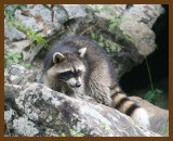 raccoon-young 8-30-07 4c4b.jpg