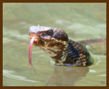cottonmouth 8-31-07 4c2b.jpg