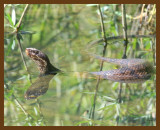 cottonmouth 8-31-07 4c12b.jpg