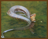 cottonmouth 8-31-07 4c5b.jpg