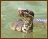 cottonmouth 8-31-07 4c3b.jpg