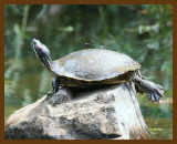 turtle-red-eared slider 8-29-07 4c3b.jpg