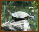 turtle-red-eared slider 8-29-07 4c2b.jpg