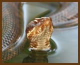 cottonmouth 8-31-07 4c4b.jpg