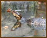 cottonmouth 8-30-07 4c4b.jpg