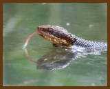 cottonmouth 8-30-07 4c5b.jpg