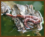 cottonmouth-young 9-25-07 4c5b.jpg