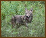 coyote 10-6-07 4c8b.jpg