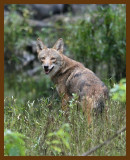coyote 10-6-07 4c11b.jpg