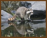 raccoon 10-7-07 4c4b.jpg