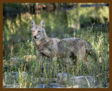 coyote 10-13-07 4c5b.jpg