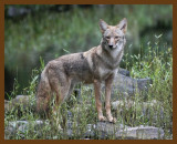 coyote 10-15-07 4c2b.jpg