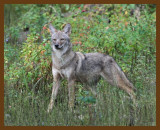 coyote 10-17-07 4c7b.jpg