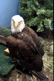Eagle Rehab