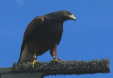 A Big Falcon