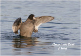 American Coot
