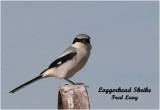 Loggerhead Shrike