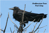 Northwestern Crow
