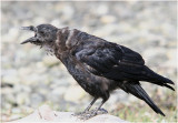 Northwestern Crow