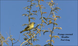Orange-crowned Warbler