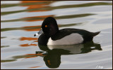 Ring Necked Duck