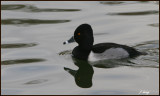 Ring Necked Duck