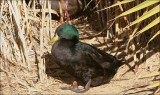 Cayuga or Black East Indian Duck