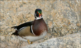 Wood Duck