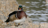 Wood Duck