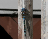 Lance-Tipped Darner (Aeshna constricta) Dragonfly