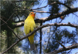 Western Tanager