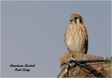 American Kestrel