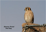 American Kestrel