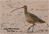 Long-billed Curlew