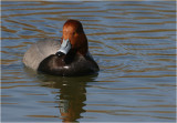 Redhead Duck